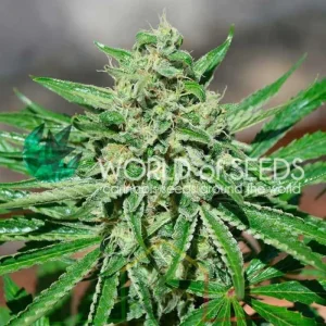 CBD TONIC