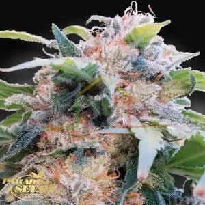 CBDREAM