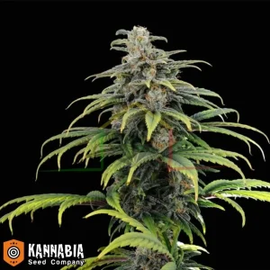 CBG AUTO