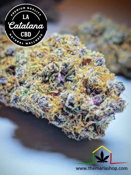 FLOR CBD CHANNEL +
