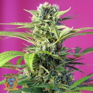 CHEM BEYOND DIESEL CBD