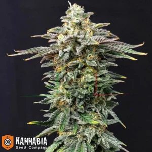 CHERRY DREAM