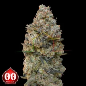 CHOCOLATE SKUNK