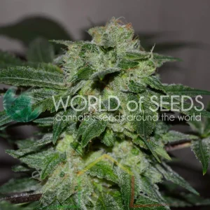 CHRONIC HAZE
