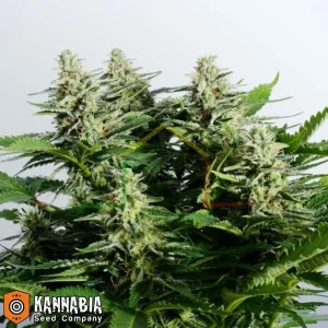 COLOMBIAN JACK