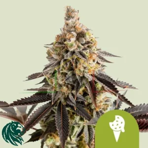 COOKIES GELATO AUTO