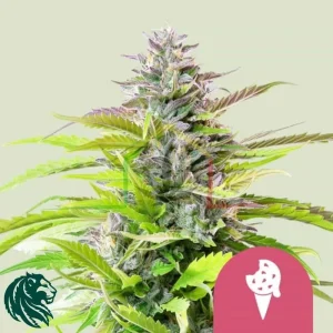 COOKIES GELATO