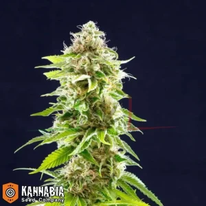 COOKIES HAZE