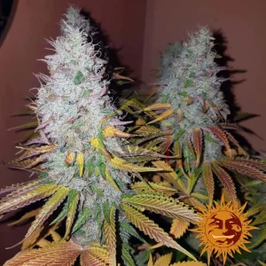COOKIES KUSH