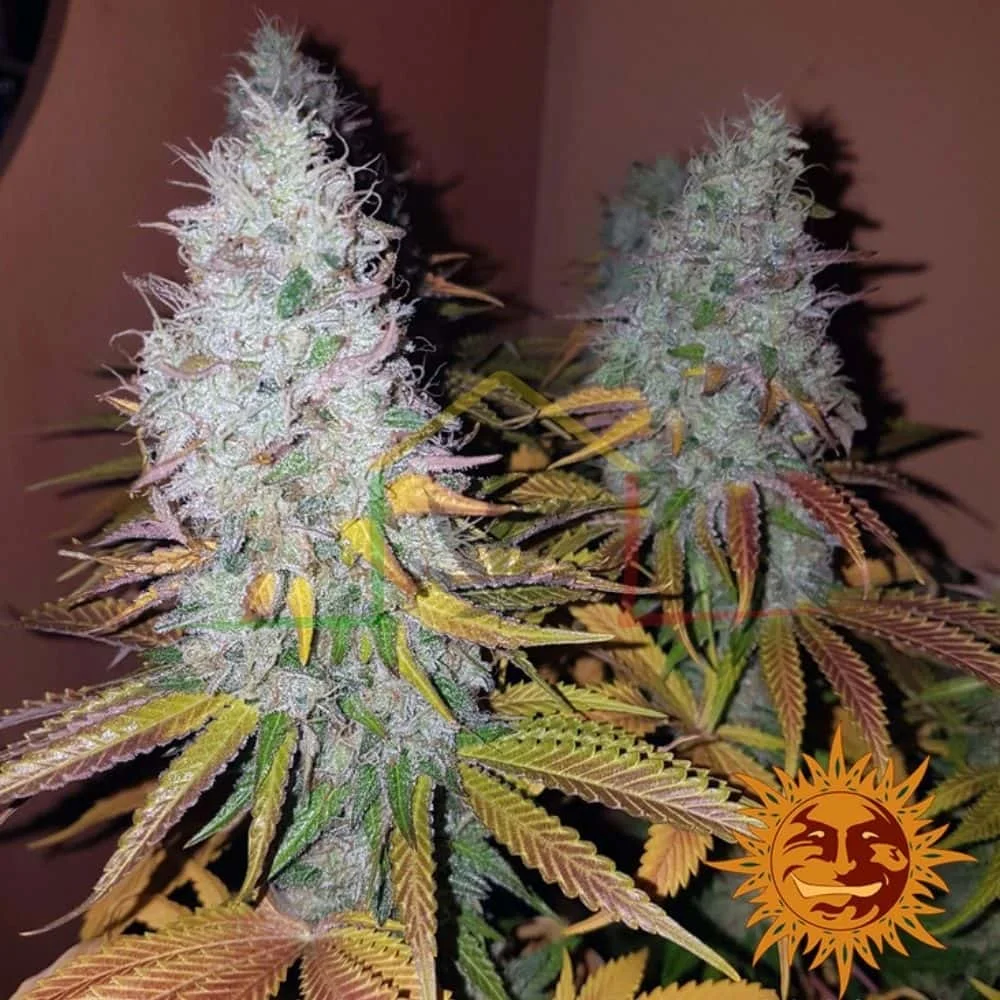 COOKIES KUSH