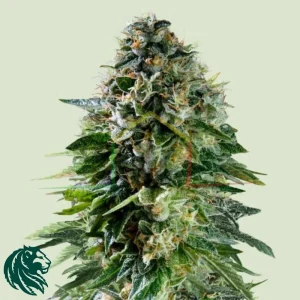 CORKSCREW AUTO