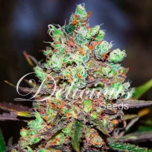 COTTON CANDY KUSH