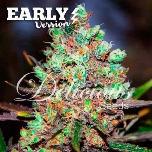 COTTON CANDY KUSH EARLY VERSION