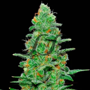 CRAZY MISS HYDE AUTO