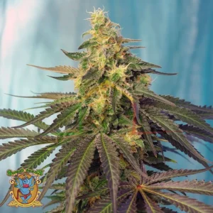 CREAM CARAMEL CBD