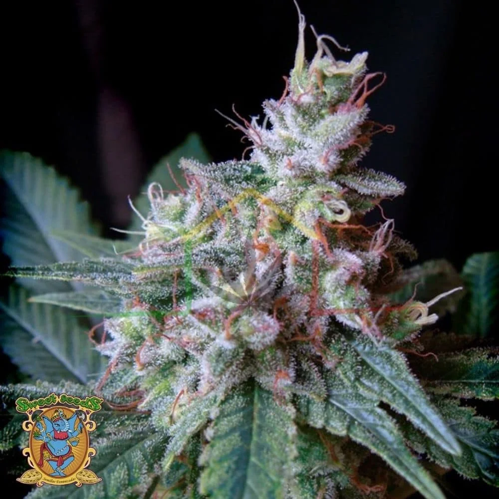 CREAM CARAMEL - Imagen 2