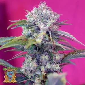 CREAM MANDARINE AUTO
