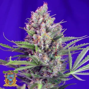 CREAM MANDARINE F1 FAST VERSION