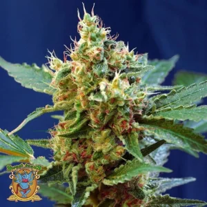 CREAM MANDARINE XL