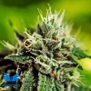 CRITICAL #47 AUTO
