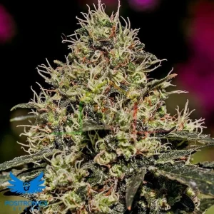 CRITICAL #47