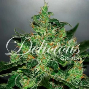CRITICAL JACK HERER AUTO