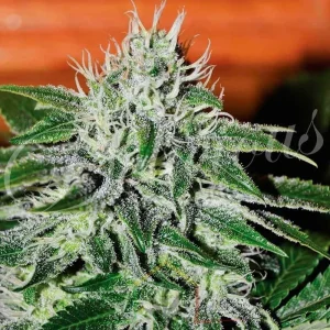 CRITICAL JACK HERER