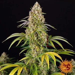 CRITICAL KUSH AUTO