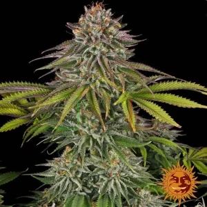 CRITICAL KUSH
