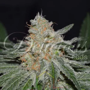 CRITICAL NEVILLE HAZE 2.0