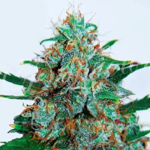 CRITICAL NEVILLE HAZE AUTO