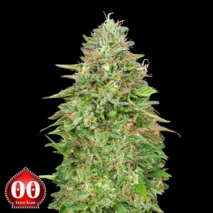 CRITICAL POISON FAST