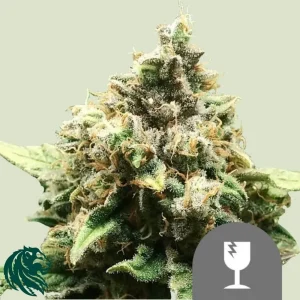 CRITICAL REGULAR