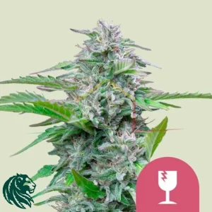 CRITICAL