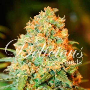 CRITICAL SUPER SILVER HAZE