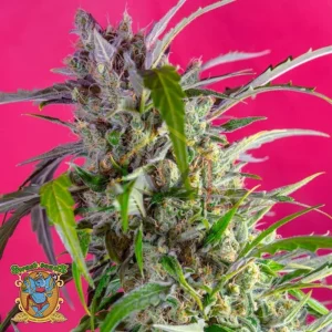 CRYSTAL CANDY AUTO