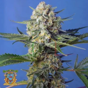 CRYSTAL CANDY F1 FAST VERSION