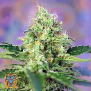 CRYSTAL CANDY