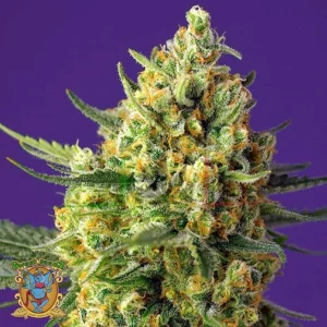 CRYSTAL CANDY XL AUTO