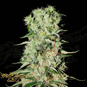 DAMNESIA AUTO