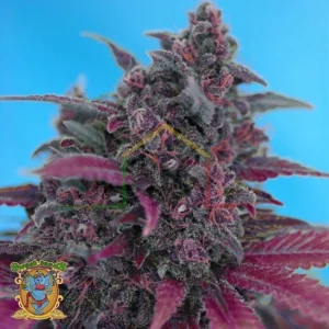 DARK DEVIL AUTO