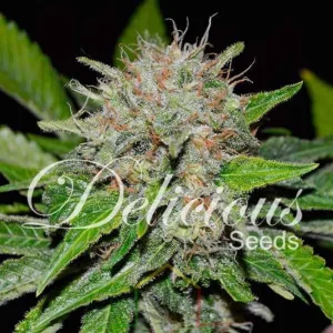 DEEP MANDARINE