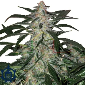 DEIMOS AUTO