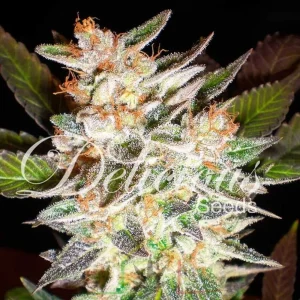 DELICIOUS CANDY AUTO