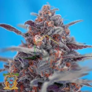 DEVIL CREAM AUTO