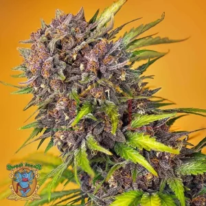 DIABLO ROJO XL AUTO