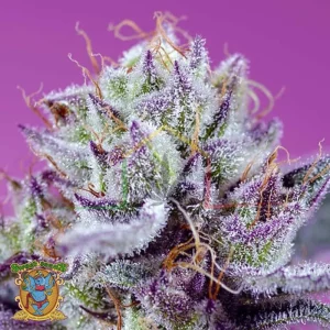DIABLO’S DELIGHT XL AUTO