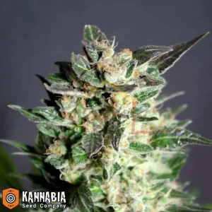 DIESEL GLUE