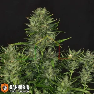 DOSIDOS AUTO