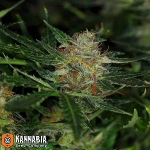 DREAM SHERBET AUTO
